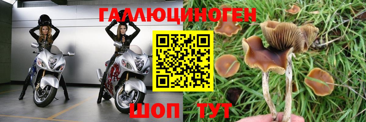 Галлюциногенные грибы Psilocybine cubensis Волхов